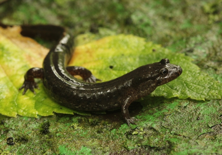 Dusky Salamander
